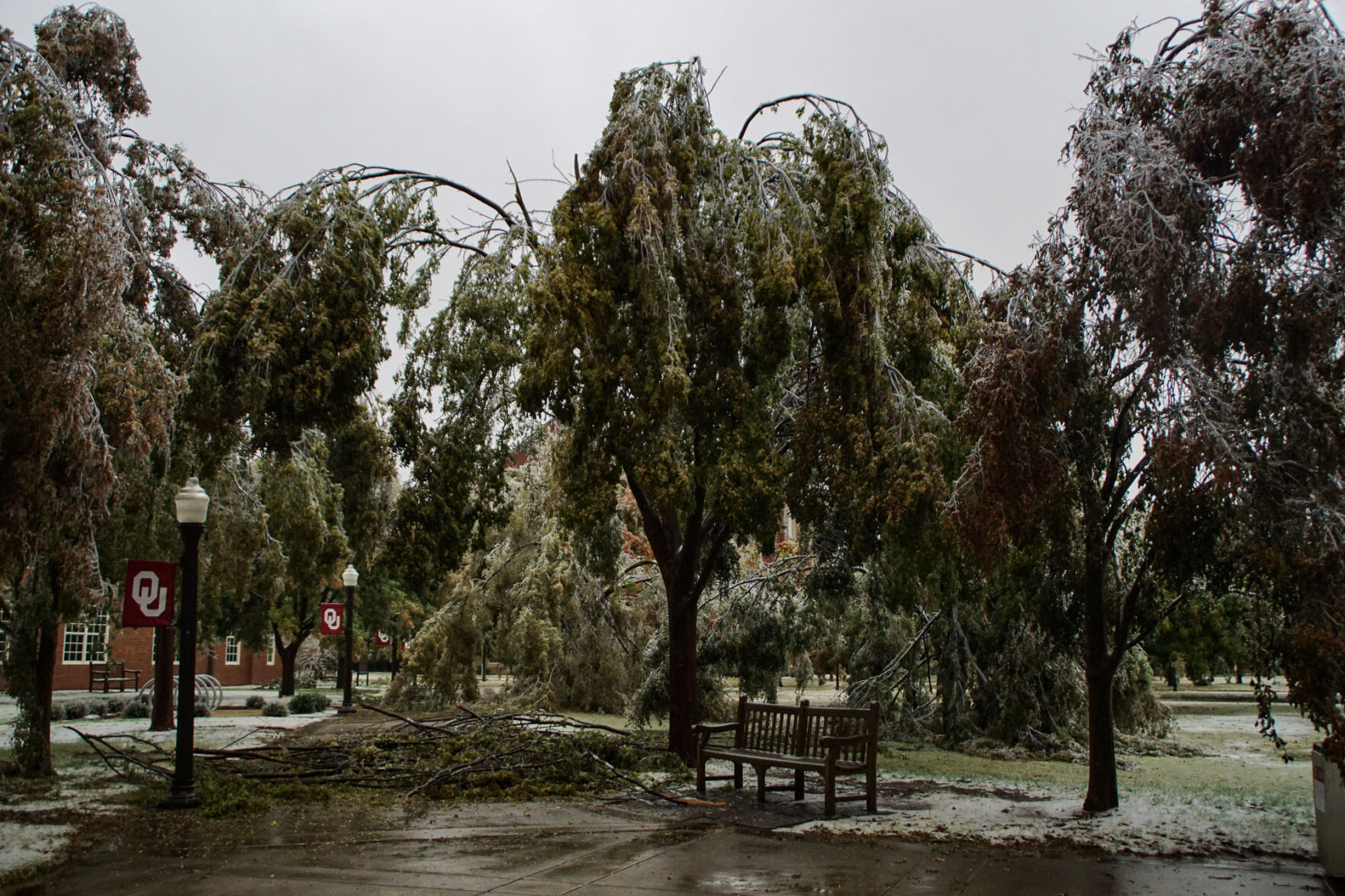 Broken tree